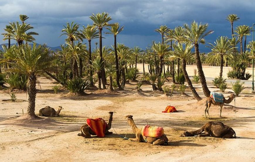 Camel ride in Marrakesh Palmeraie