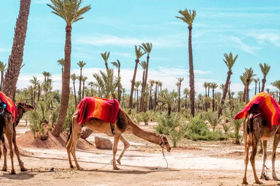 Camel ride in Marrakesh Palmeraie