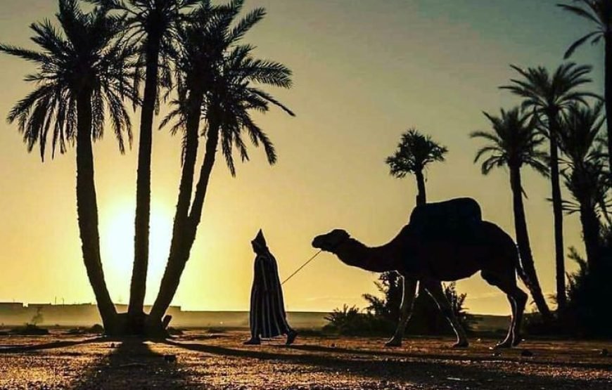 Camel ride in Marrakesh Palmeraie