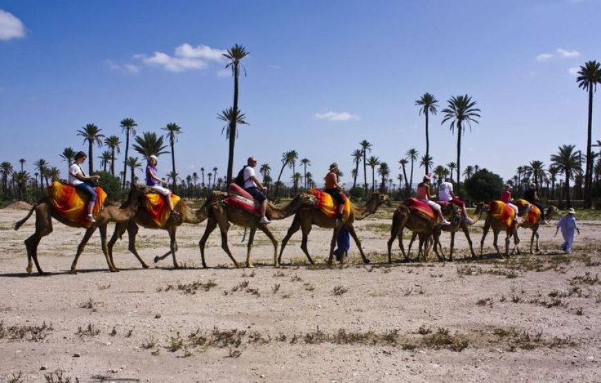 Camel ride in Marrakesh Palmeraie